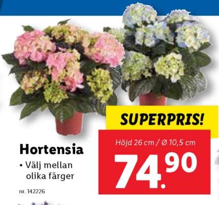 Hortensia