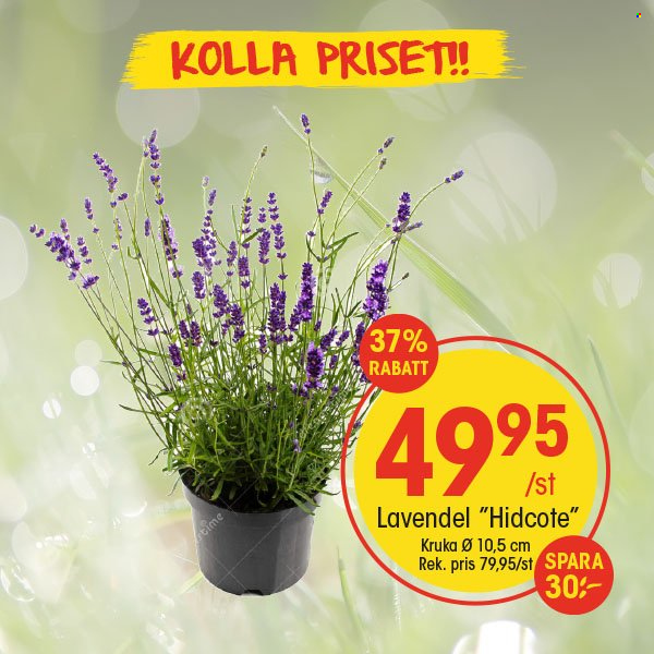 EKO reklamblad. Sida 1