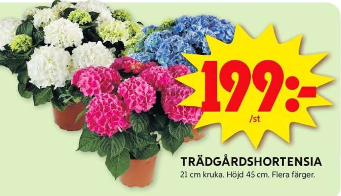 Trädgårdshortensia
