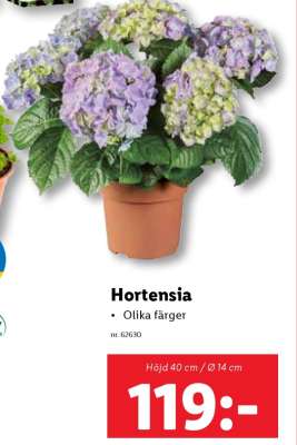 Hortensia