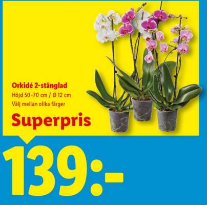 Orkidè 2 stänglad