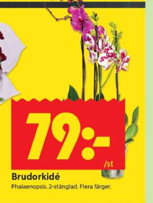 Brudorkidé
