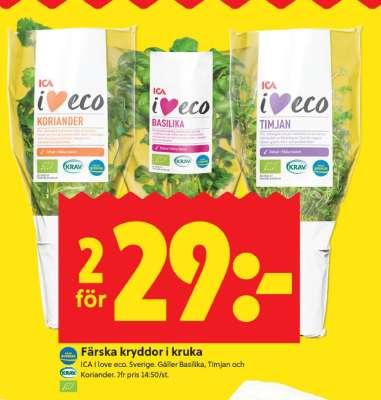 Färska kryddor i kruka