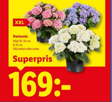 Hortensia