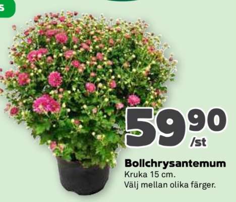 Bollchrysantemum