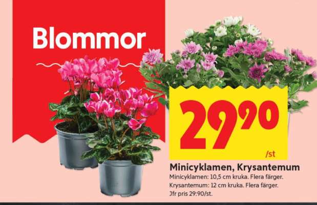 Minicyklamen, Krysantemum