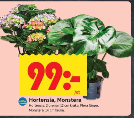Hortensia, Monstera