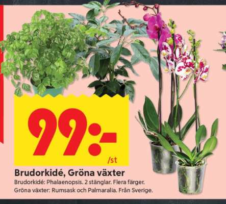 Brudorkidé, Gröna växter