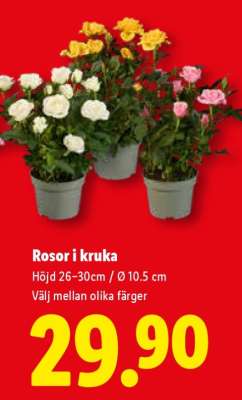 Rosor i kruka