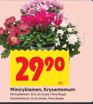 Minicyklamen, Krysantemum