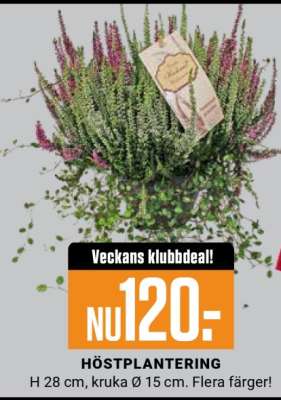 HÖSTPLANTERING