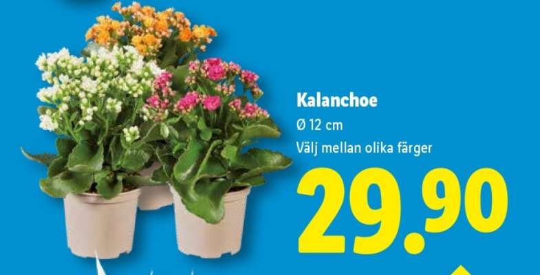 Kalanchoe