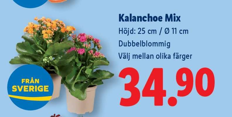 Kalanchoe Mix