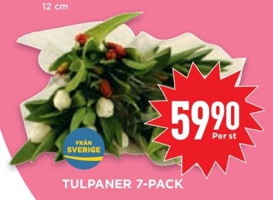 TULPANER 7-PACK