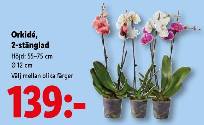 Orkidè 2 stänglad