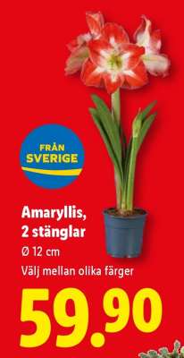 Amaryllis, 2-stänglar