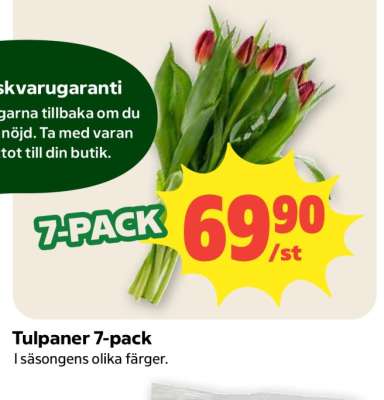 TULPANER 7-PACK