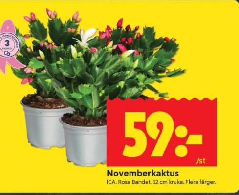 Novemberkaktus